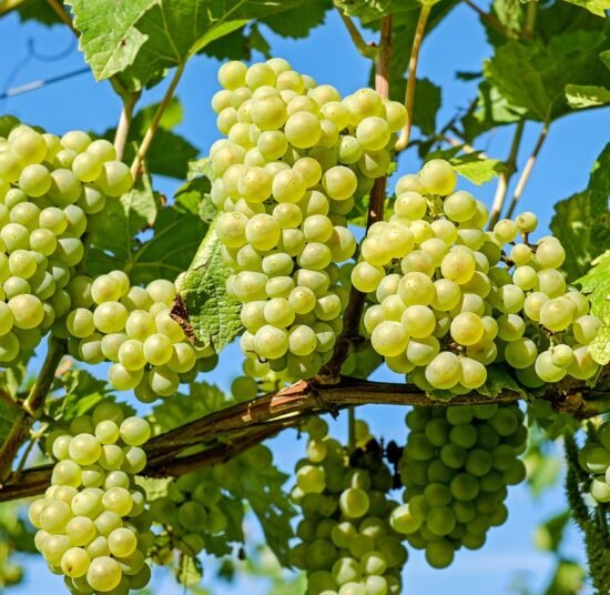 Organic Green Grapes – Premium Quality, Fresh, and Pesticide-Free