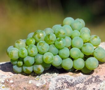 Organic Green Grapes – Premium Quality, Fresh, and Pesticide-Free