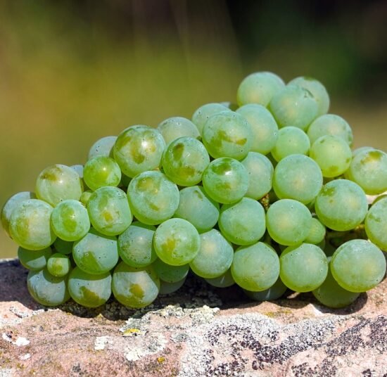 Organic Green Grapes – Premium Quality, Fresh, and Pesticide-Free