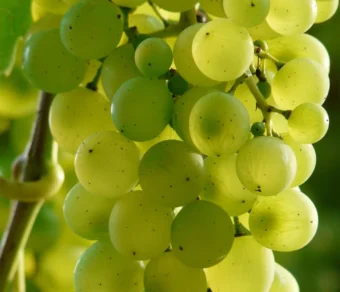 Organic Green Grapes – Premium Quality, Fresh, and Pesticide-Free