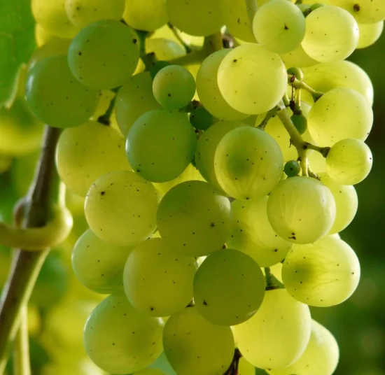 Organic Green Grapes – Premium Quality, Fresh, and Pesticide-Free