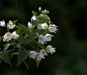 Premium Organic Jasmine Flowers – Fresh, Aromatic, and Pesticide-Free