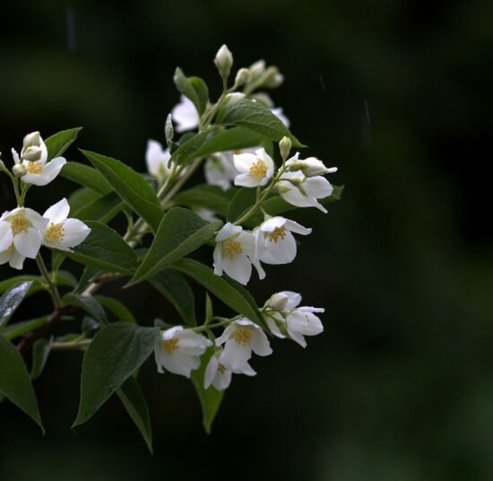 Premium Organic Jasmine Flowers – Fresh, Aromatic, and Pesticide-Free