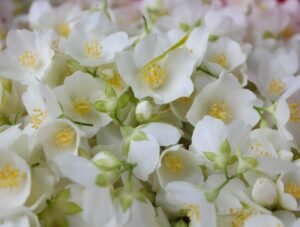 Premium Organic Jasmine Flowers – Fresh, Aromatic, and Pesticide-Free