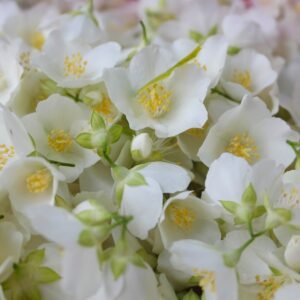 Premium Organic Jasmine Flowers – Fresh, Aromatic, and Pesticide-Free