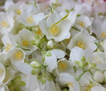 Premium Organic Jasmine Flowers – Fresh, Aromatic, and Pesticide-Free