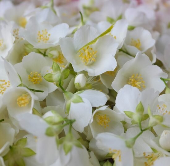 Premium Organic Jasmine Flowers – Fresh, Aromatic, and Pesticide-Free