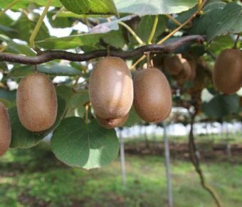 Fresh Organic Kiwi – Premium Quality, Bulk Supply at Best Price