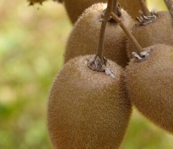 Fresh Organic Kiwi – Premium Quality, Bulk Supply at Best Price