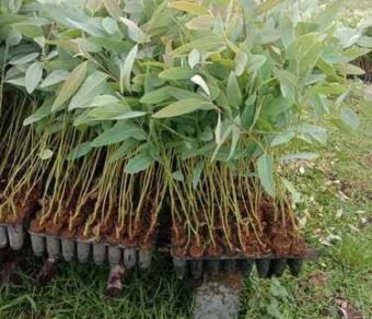 Eucalyptus Tree Plant – Premium Quality, Bulk Supply at Affordable Price