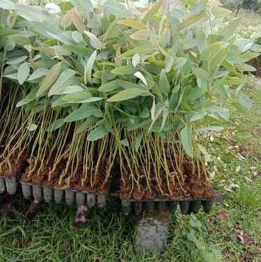 Eucalyptus Tree Plant – Premium Quality, Bulk Supply at Affordable Price