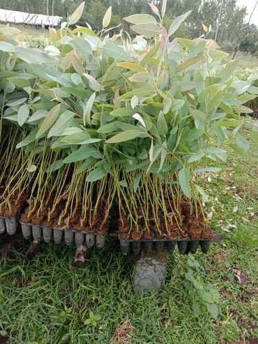 Eucalyptus Tree Plant – Premium Quality, Bulk Supply at Affordable Price