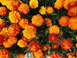 Premium Organic Marigold Genda Fool (Flowers) – Fresh, Vibrant & Pesticide-Free