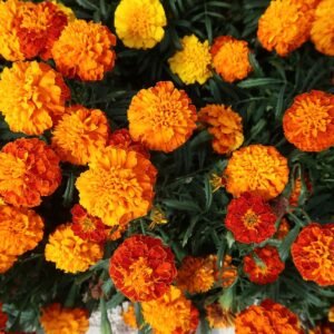 Premium Organic Marigold Genda Fool (Flowers) – Fresh, Vibrant & Pesticide-Free