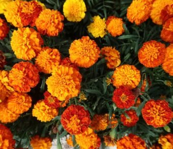 Premium Organic Marigold Genda Fool (Flowers) – Fresh, Vibrant & Pesticide-Free