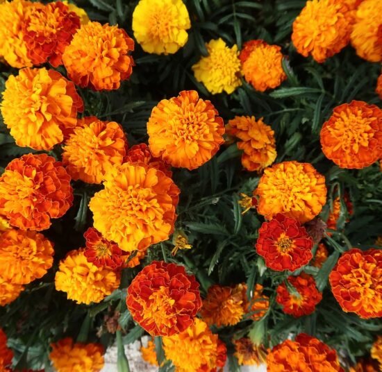 Premium Organic Marigold Genda Fool (Flowers) – Fresh, Vibrant & Pesticide-Free