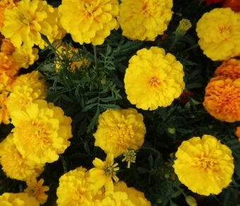 Premium Organic Marigold Genda Fool (Flowers) – Fresh, Vibrant & Pesticide-Free