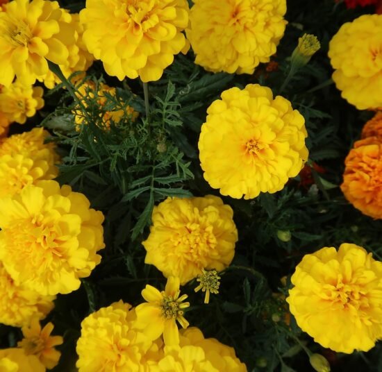 Premium Organic Marigold Genda Fool (Flowers) – Fresh, Vibrant & Pesticide-Free