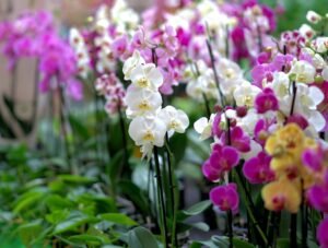 Premium Organic Orchids – Elegant, Fresh, and Pesticide-Free Flowers