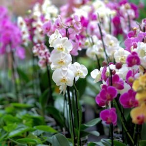 Premium Organic Orchids – Elegant, Fresh, and Pesticide-Free Flowers