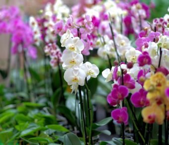 Premium Organic Orchids – Elegant, Fresh, and Pesticide-Free Flowers