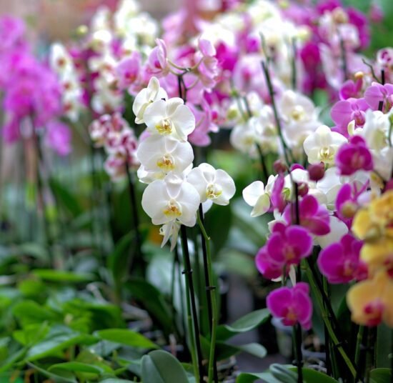 Premium Organic Orchids – Elegant, Fresh, and Pesticide-Free Flowers