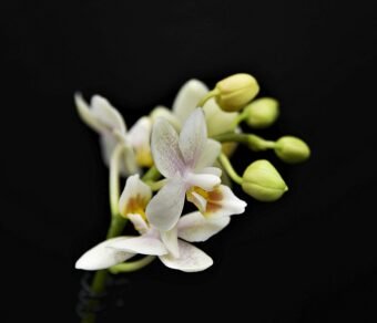 Premium Organic Orchids – Elegant, Fresh, and Pesticide-Free Flowers