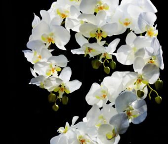 Premium Organic Orchids – Elegant, Fresh, and Pesticide-Free Flowers