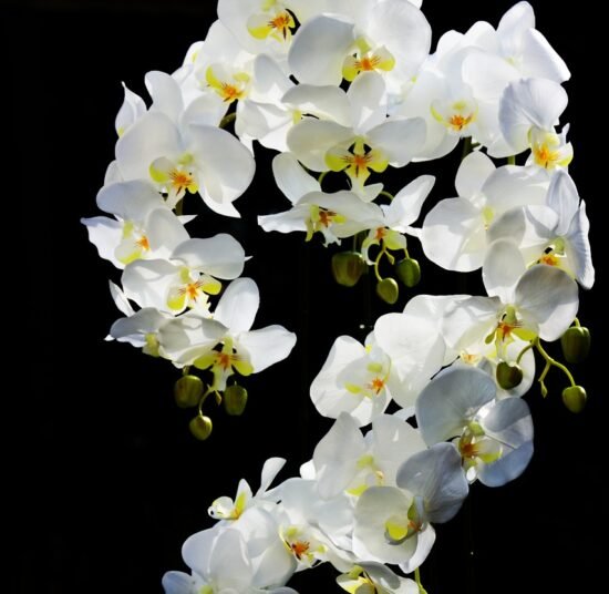 Premium Organic Orchids – Elegant, Fresh, and Pesticide-Free Flowers