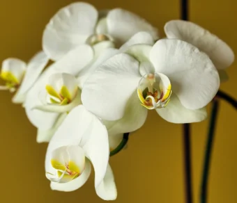 Premium Organic Orchids – Elegant, Fresh, and Pesticide-Free Flowers