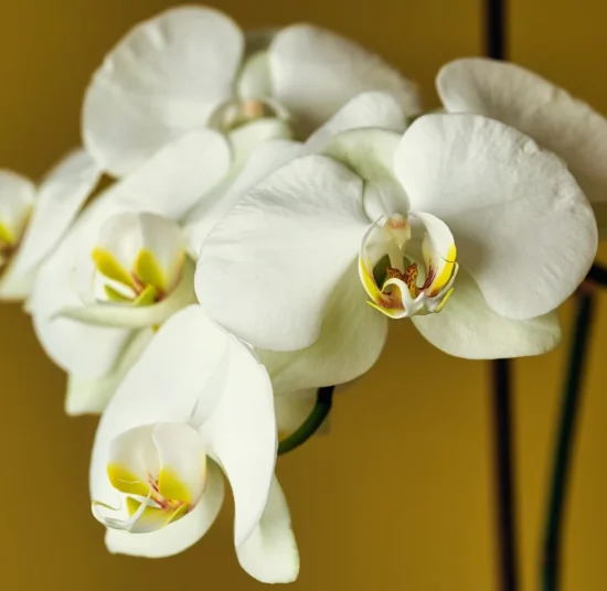 Premium Organic Orchids – Elegant, Fresh, and Pesticide-Free Flowers