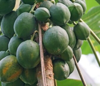 Fresh Organic Papaya – Premium Quality, Bulk Supply at Best Price