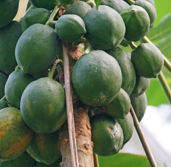 Fresh Organic Papaya – Premium Quality, Bulk Supply at Best Price