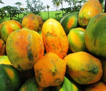 Fresh Organic Papaya – Premium Quality, Bulk Supply at Best Price