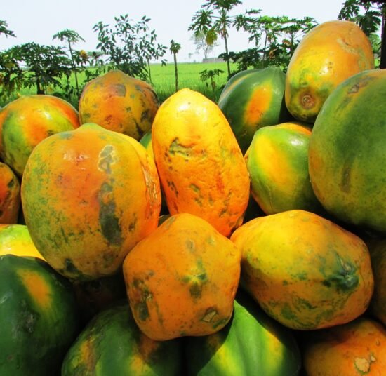 Fresh Organic Papaya – Premium Quality, Bulk Supply at Best Price