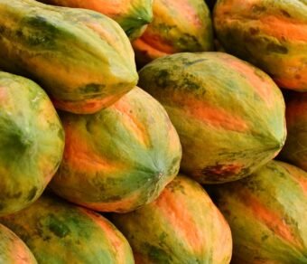 Fresh Organic Papaya – Premium Quality, Bulk Supply at Best Price