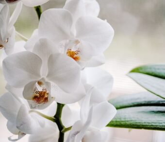 Premium Organic Orchids – Elegant, Fresh, and Pesticide-Free Flowers