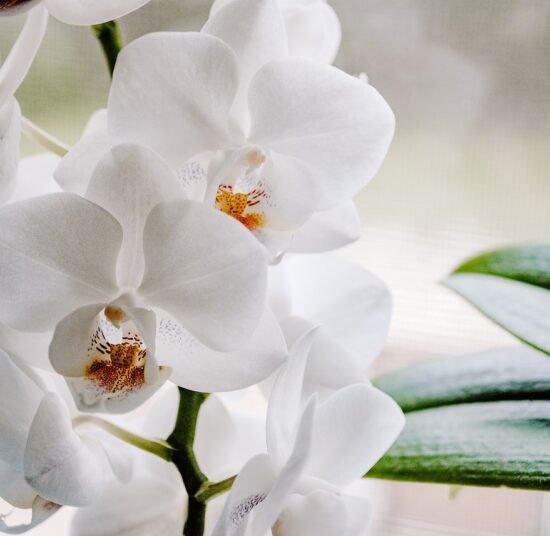 Premium Organic Orchids – Elegant, Fresh, and Pesticide-Free Flowers