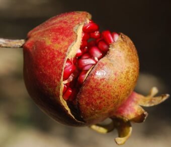 Premium Organic Pomegranates – Fresh, Juicy, and Pesticide-Free