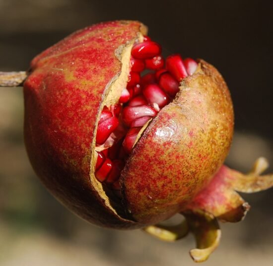 Premium Organic Pomegranates – Fresh, Juicy, and Pesticide-Free