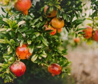 Premium Organic Pomegranates – Fresh, Juicy, and Pesticide-Free