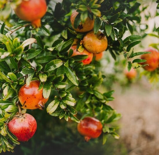 Premium Organic Pomegranates – Fresh, Juicy, and Pesticide-Free