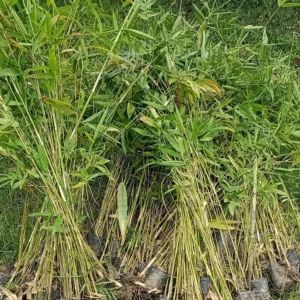 Bamboo Plants – Premium Quality, Affordable Price for Bulk Orders