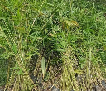 Bamboo Plants – Premium Quality, Affordable Price for Bulk Orders