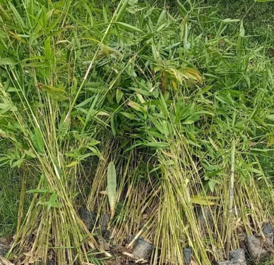 Bamboo Plants – Premium Quality, Affordable Price for Bulk Orders