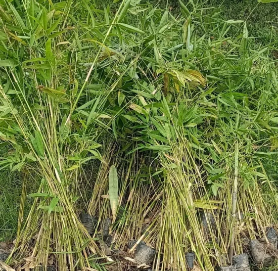 Bamboo Plants – Premium Quality, Affordable Price for Bulk Orders