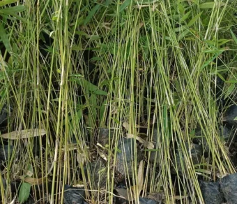 Bamboo Plants – Premium Quality, Affordable Price for Bulk Orders