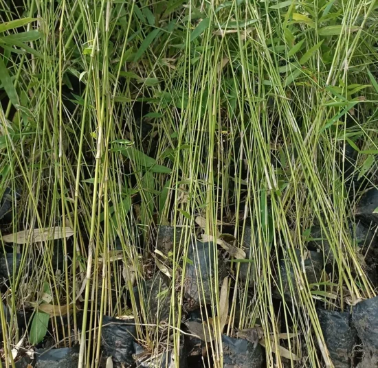 Bamboo Plants – Premium Quality, Affordable Price for Bulk Orders