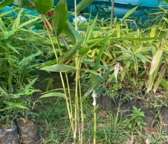 Bamboo Plants – Premium Quality, Affordable Price for Bulk Orders