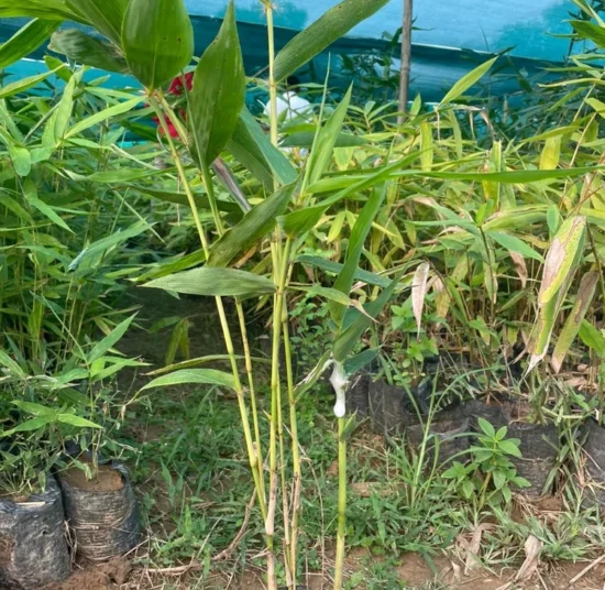 Bamboo Plants – Premium Quality, Affordable Price for Bulk Orders